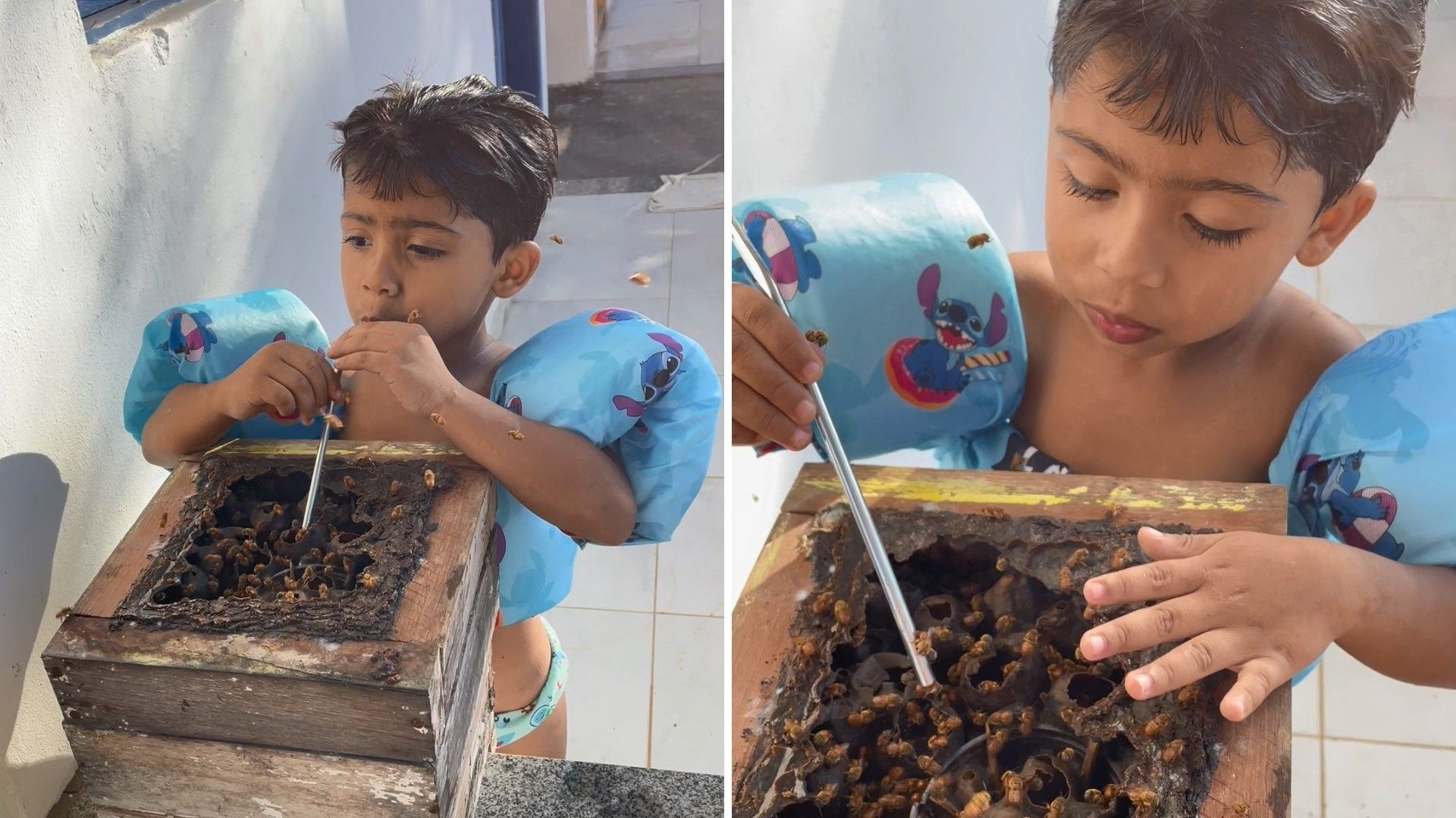 Menino viraliza ao tomar mel direto da colmeia
