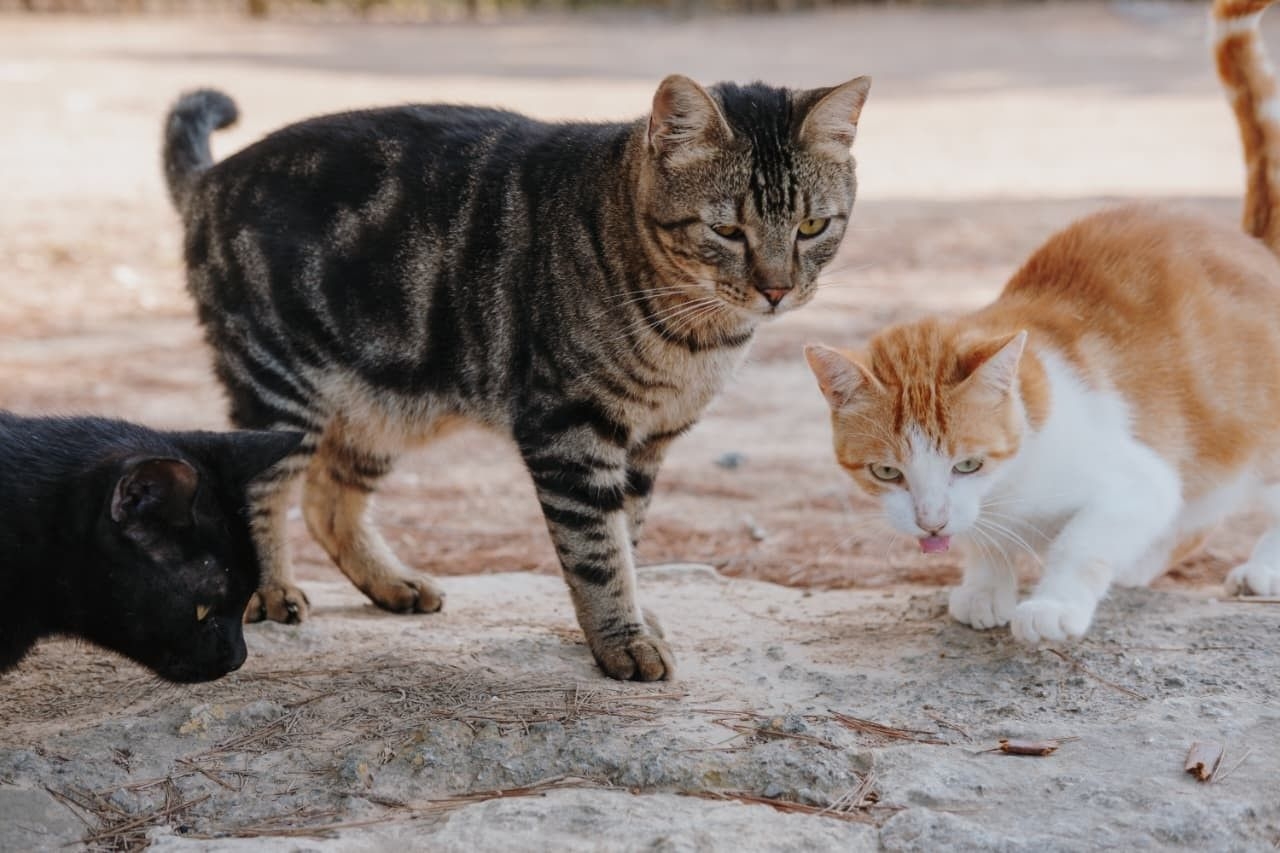 MP solicita abrigo temporário para animais em Manaus
