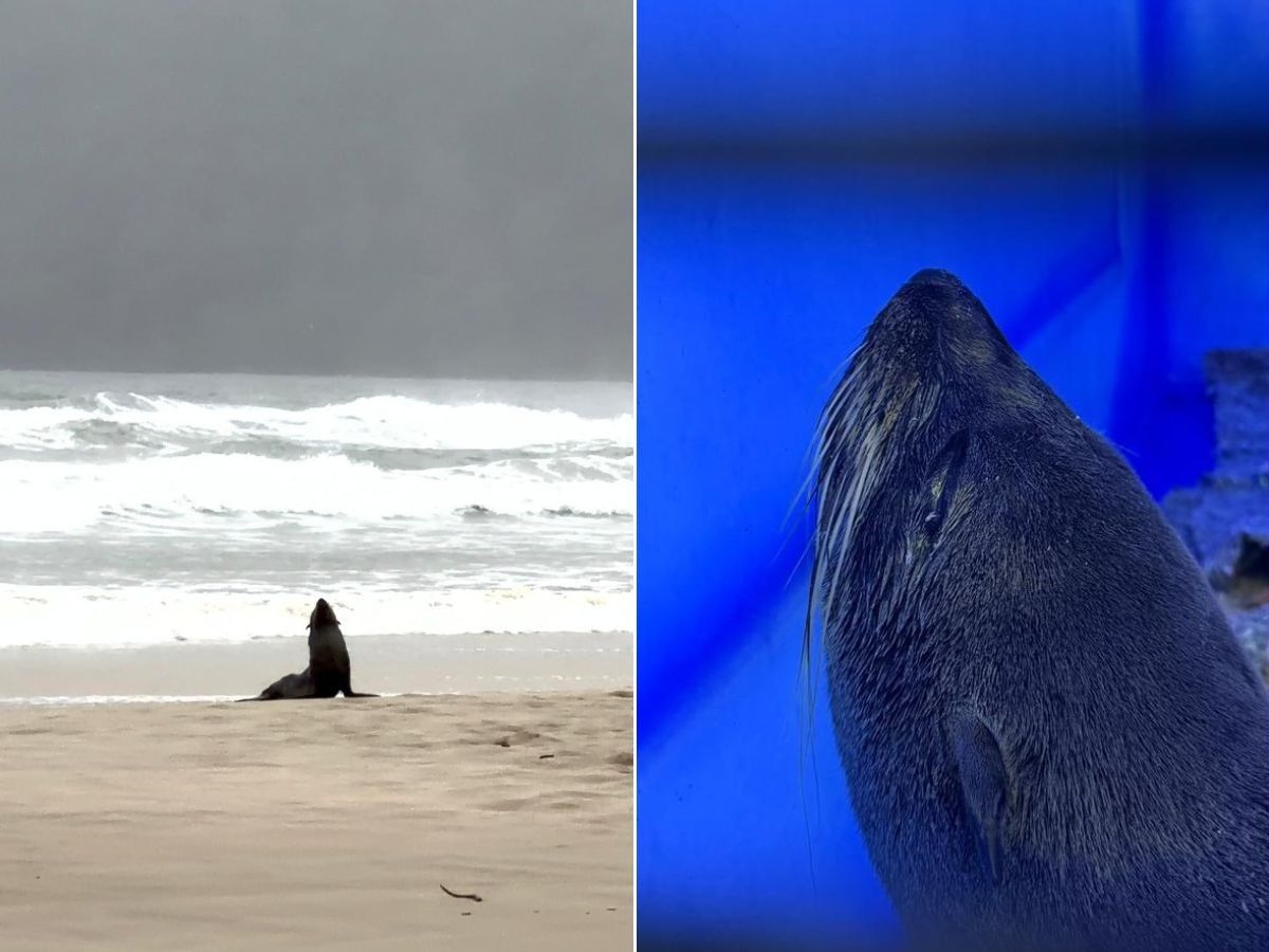 Filhote de lobo-marinho é resgatado em praia de SP