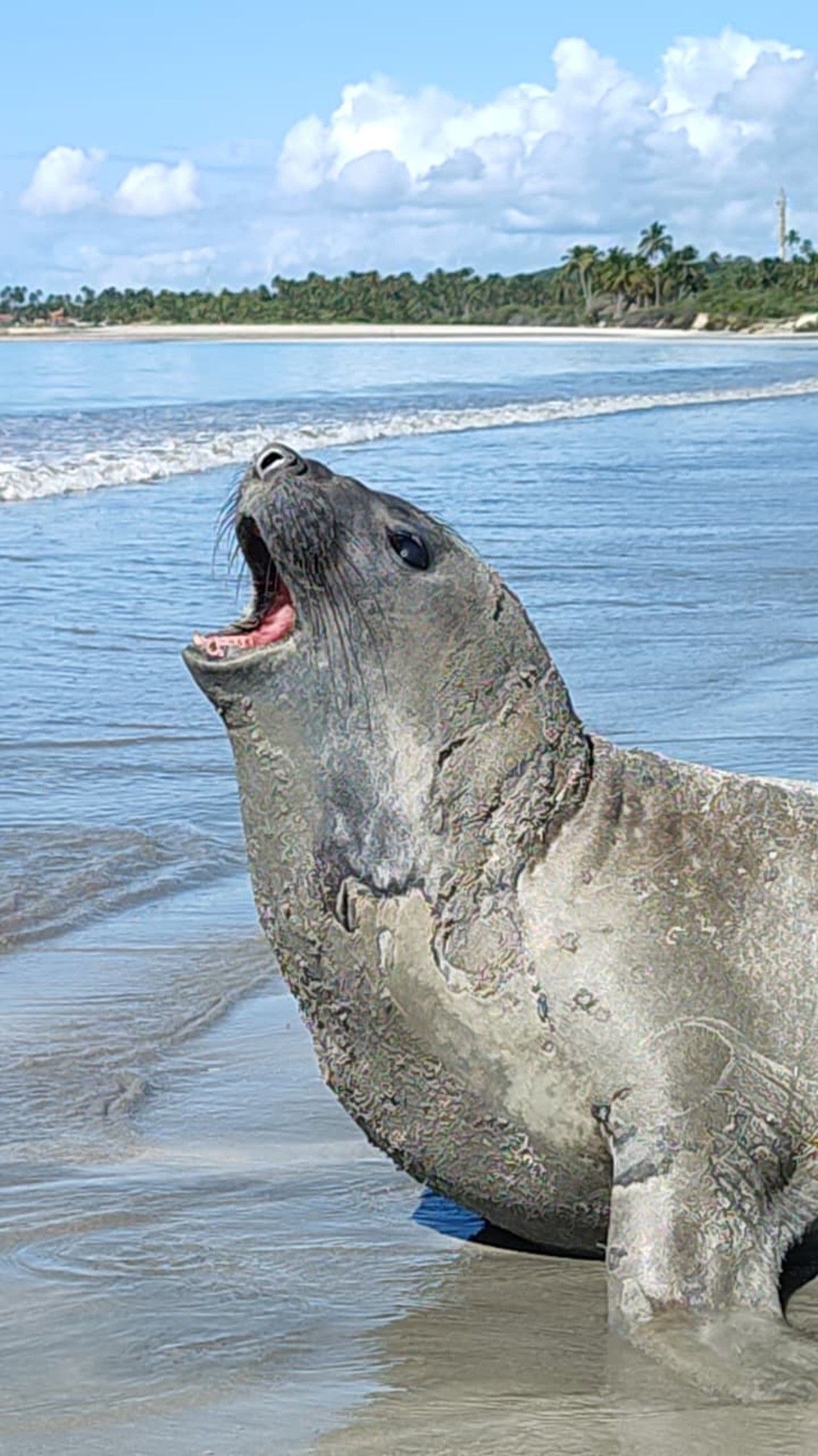Elefante-marinho Leôncio foi morto em Alagoas por ação humana