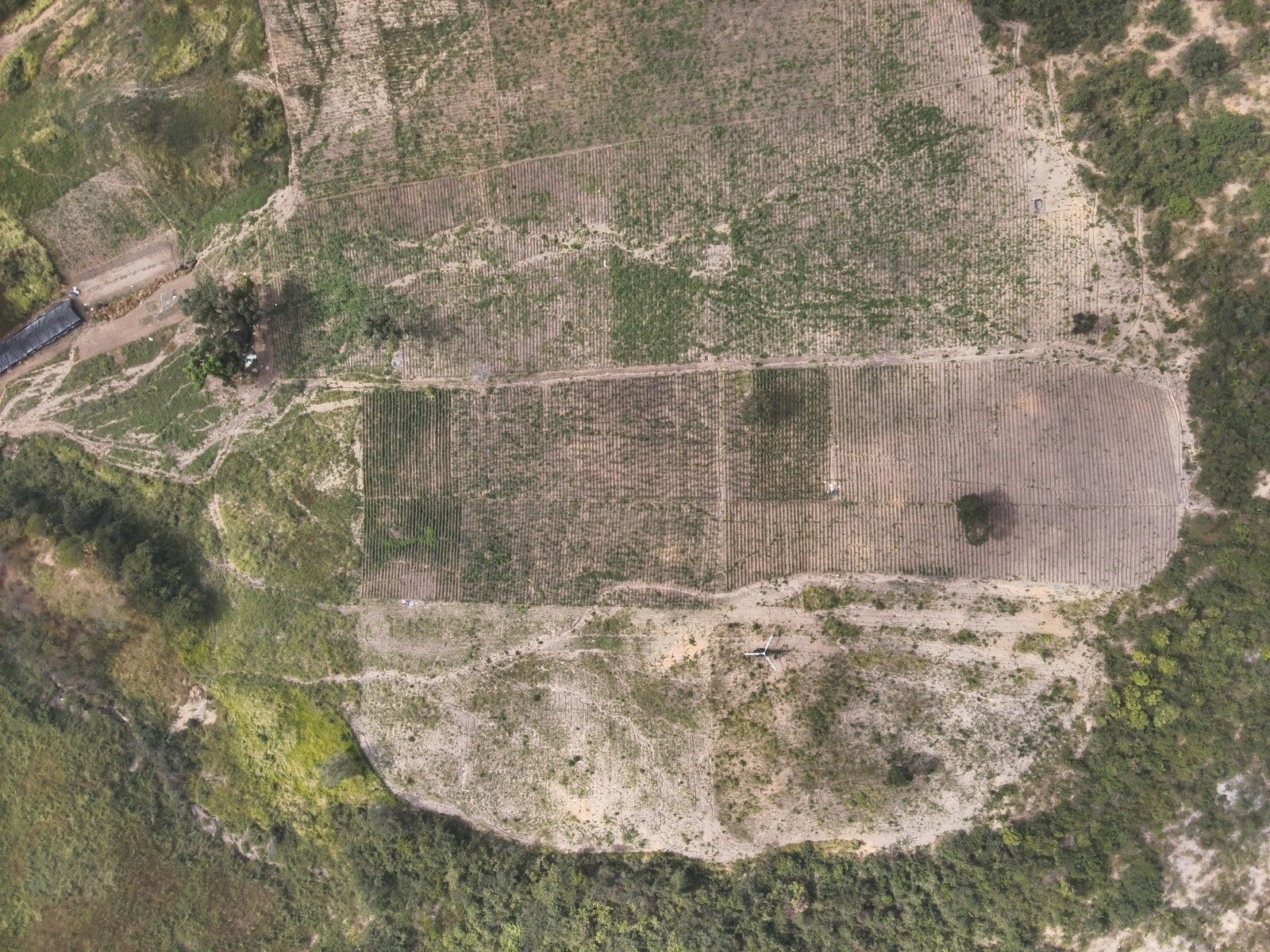 Plantação de maconha com 32 mil pés é descoberta em Minas