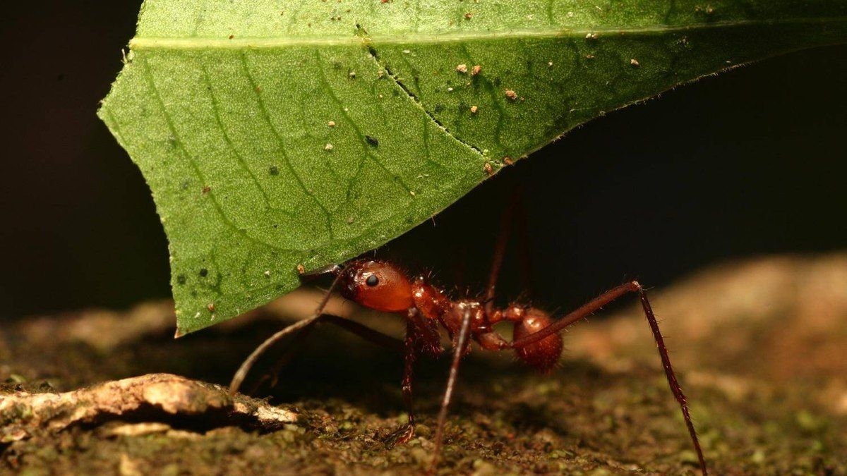 Como as formigas se organizam sem líder em colônias eficientes