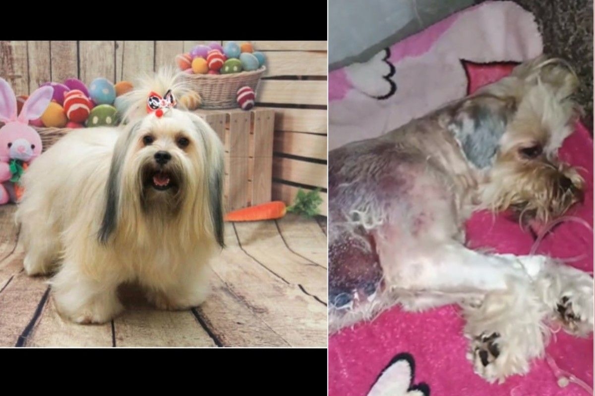 Cão com queimaduras após banho em pet shop clandestino