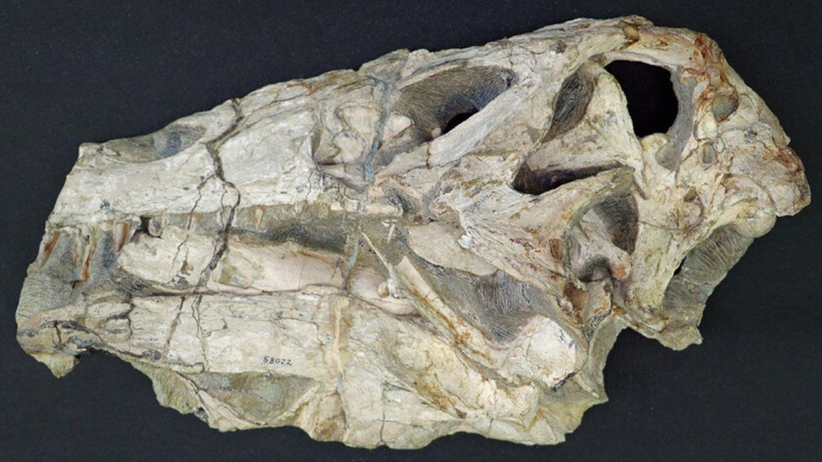 Alemanha vai devolver crânio de dinossauro brasileiro