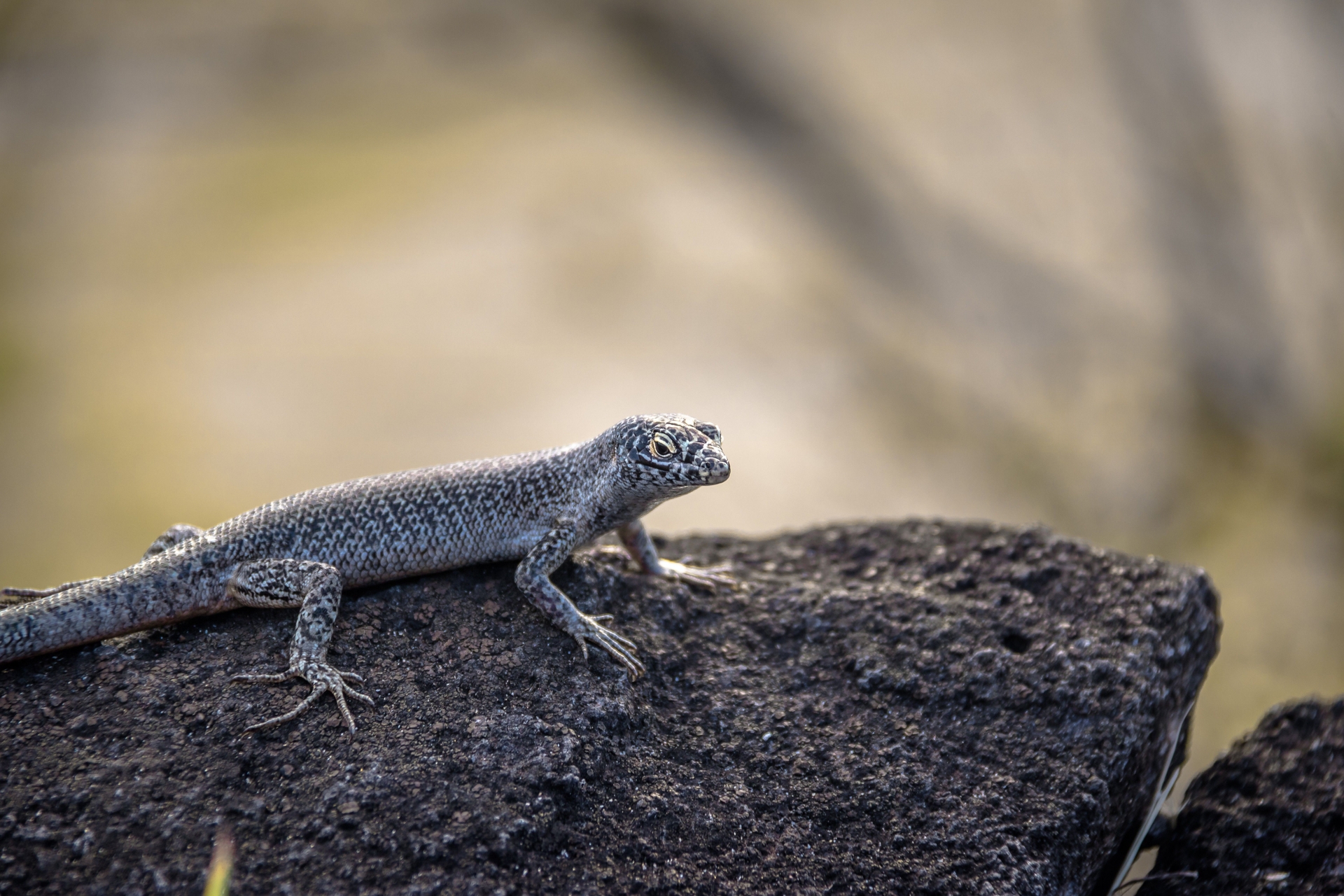 Lagarto de Fernando de Noronha tem reprodução lenta e pode ficar mais vulnerável