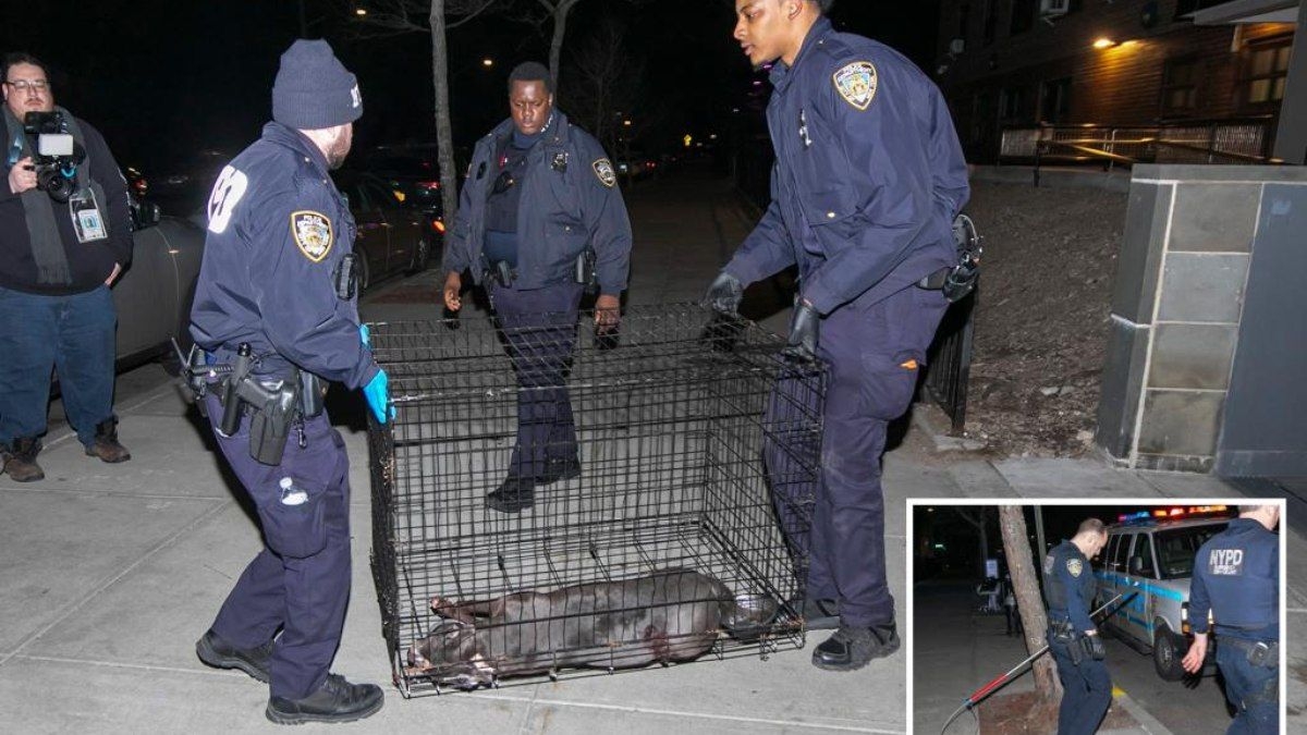 Policial mata pitbull atacando mulher em Nova York