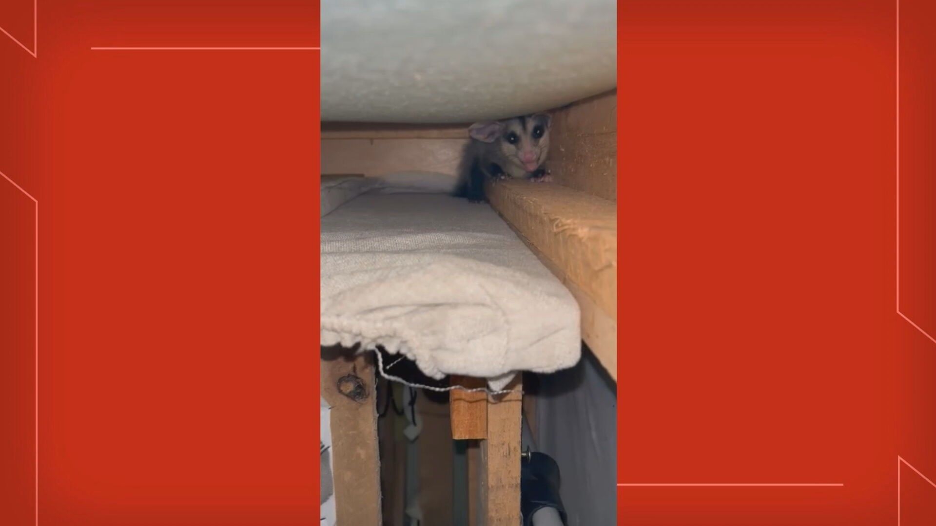 Saruê é resgatado após invadir sofá em casa no DF
