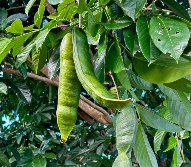 Ingá-açu: Conheça os benefícios e origem da fruta amazônica