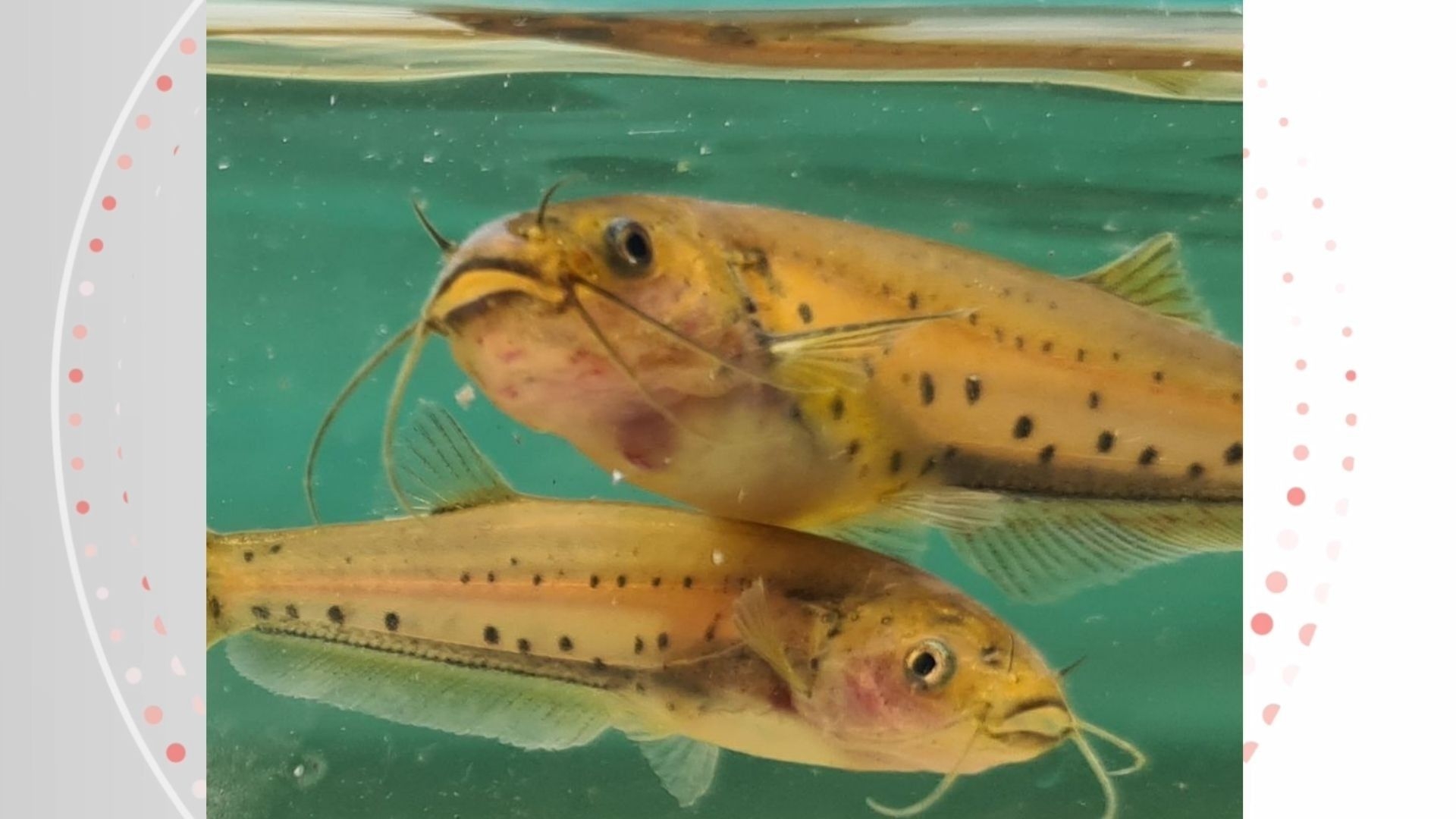 Bagrinho-de-kaetés é encontrado com DNA de água