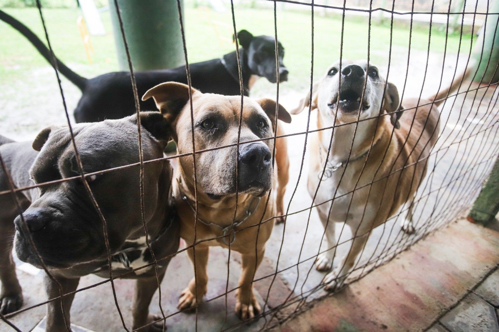 Cães recebem terapia enquanto aguardam adoção em SC