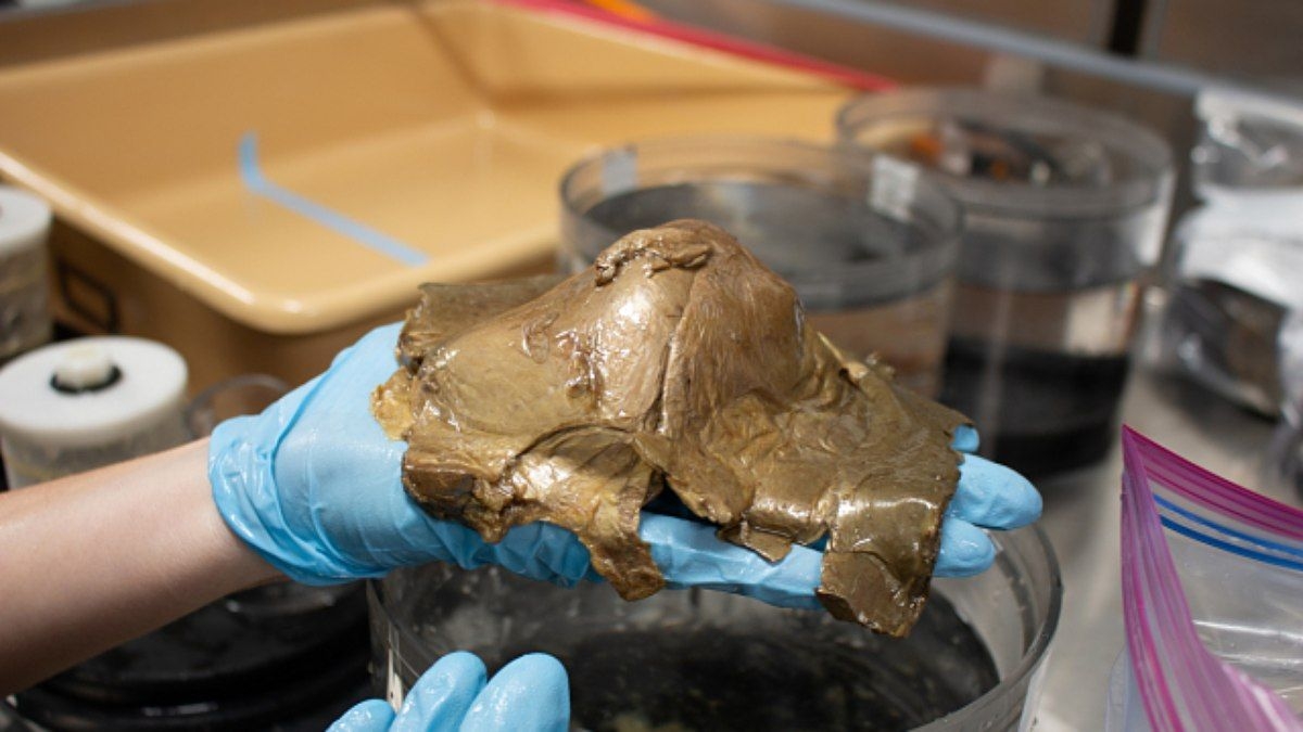 Cientistas desvendam mistério da bola dourada no mar