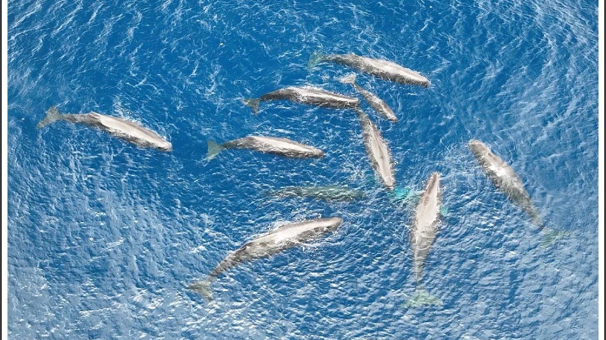 Cachalote recebe ajuda de fêmeas durante o parto